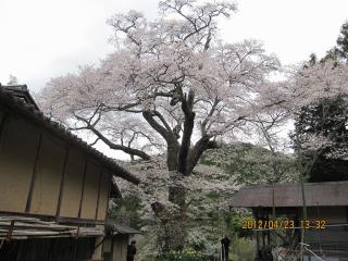 IMG_9511　新田（しんでん）の桜３-1024s