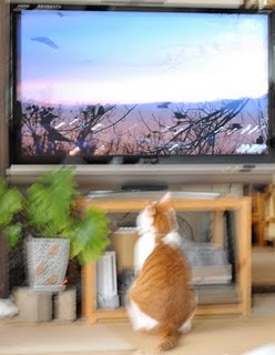 テレビを見るまおちゃん