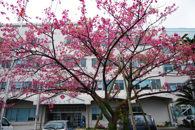 瀬戸内町役場の緋寒桜