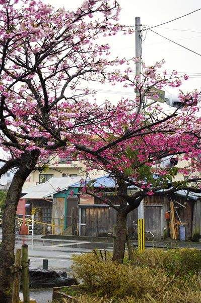 古仁屋小学校前の緋寒桜