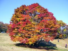 11月６日。晴れ渡った秋の空に紅葉する大カエデ