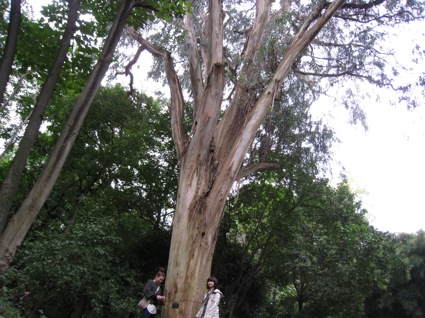 林試の森フェスタユーカリの木