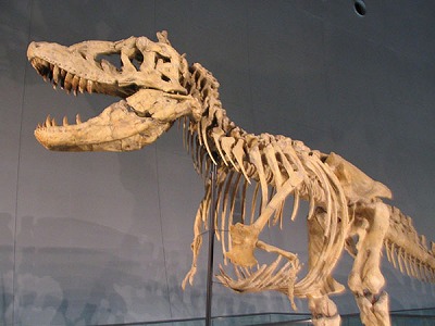 ティラノサウルス骨格