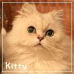 kitty_20100605192701.jpg