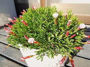 オキザリス・バーシカラー　鉢植え　（２）