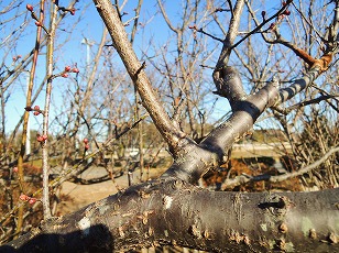 ウメの木　内側に伸びた枝