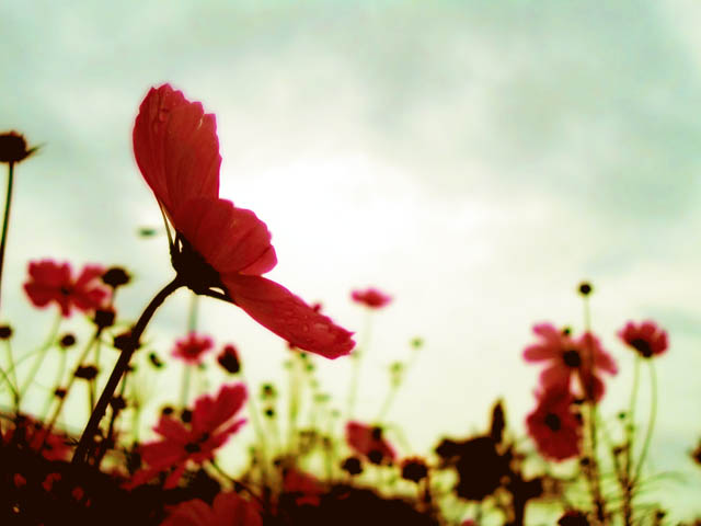 Guilio フリー写真素材ブログ 秋の花