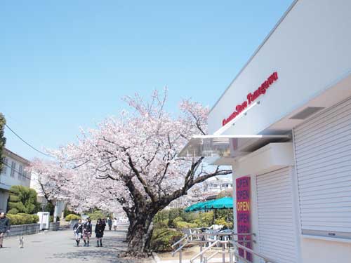 桜と購買部