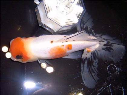 キャリコ金魚 (3)