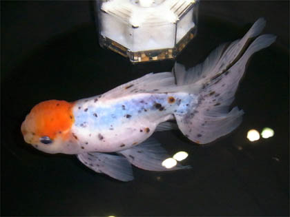 キャリコ金魚 (15)