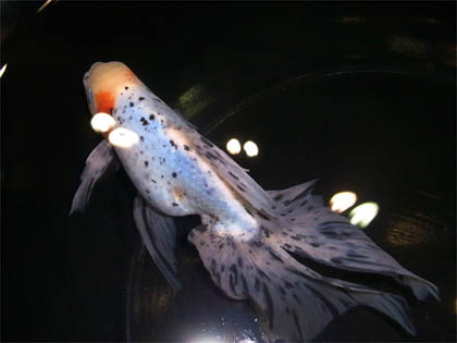 キャリコ金魚 (12)