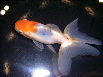 キャリコ金魚 (9)