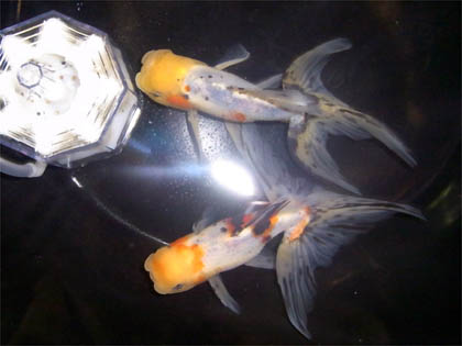キャリコ金魚 (8)