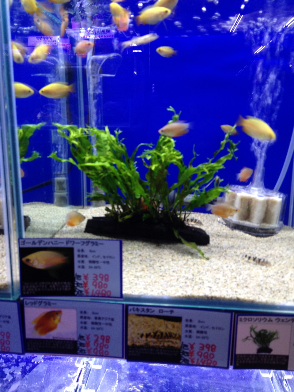 とあるmajifanの日記 カーマ21名古屋城北店の熱帯魚コーナーを視察