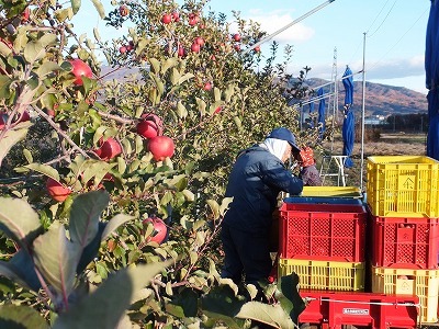 りんごの収穫中です！