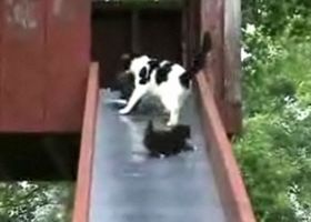 滑り台から滑り落ちる子猫さんを助ける親猫さん