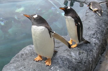 penguin00000.jpg
