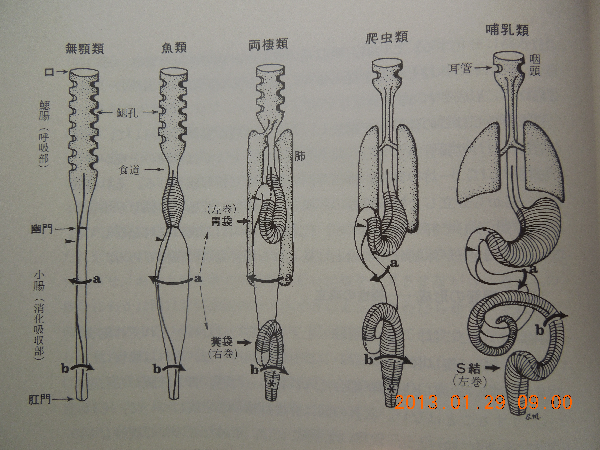 腸管の比較解剖