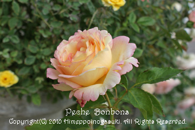 ペッシュ ボンボン デルバールのバラ La Roseraie De L Ange 天使の薔薇庭