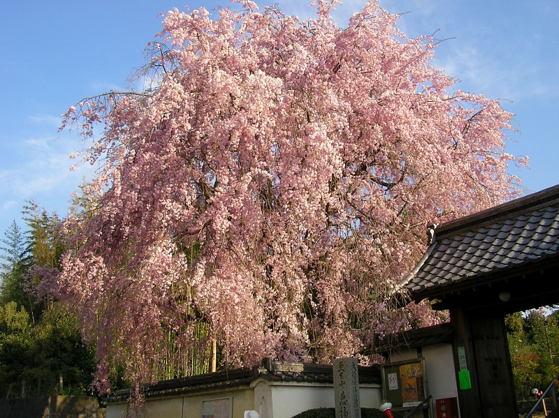 桜の花のフリー素材写真 画像 京都恵福寺の枝垂桜 野に咲く花の写真館