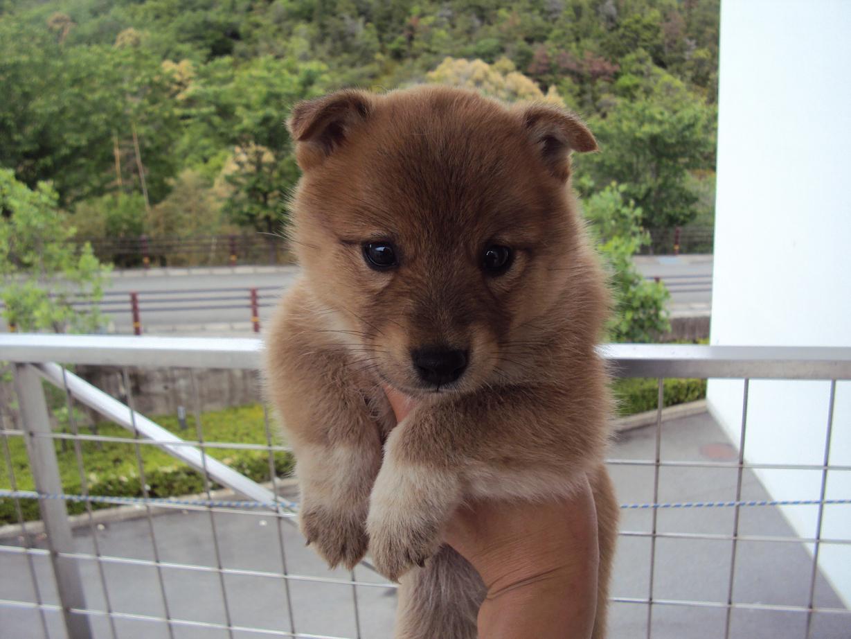 柴犬の子犬写真と動画館 徳島県の里親募集の小犬