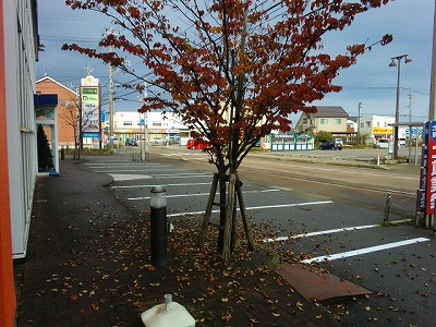 店の前にあるわたぼうしの木