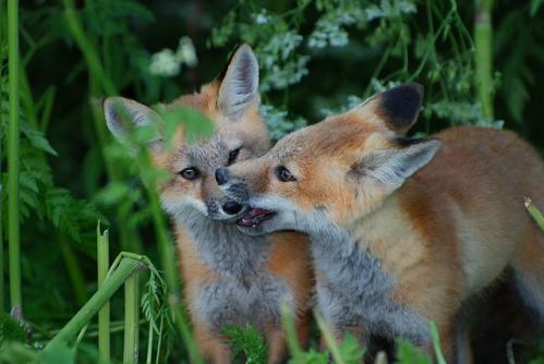 2 Fox