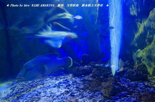 hiroの部屋　面白い水族館「わくわく海中水族館　シードーナツ」　熊本県上天草市