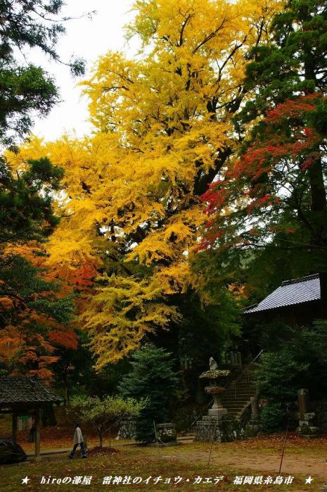 hiroの部屋　福岡の紅葉　雷神社のイチョウ・カエデ　福岡県前原市