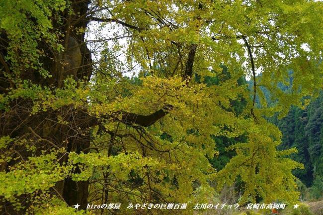 hiroの部屋　みやざきの巨樹百選　宮崎の紅葉　去川のイチョウ　宮崎市高岡町