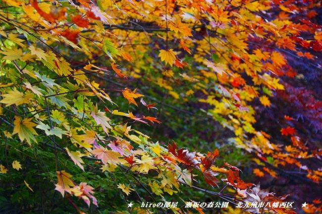 hiroの部屋　福岡の紅葉　瀬板の森公園　北九州市八幡西区