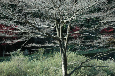 竹田　落葉の木