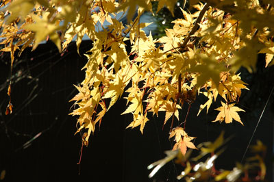 竹田　黄色い葉