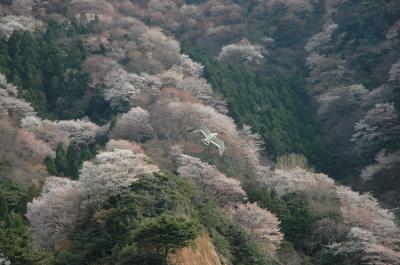 山桜とカモメ