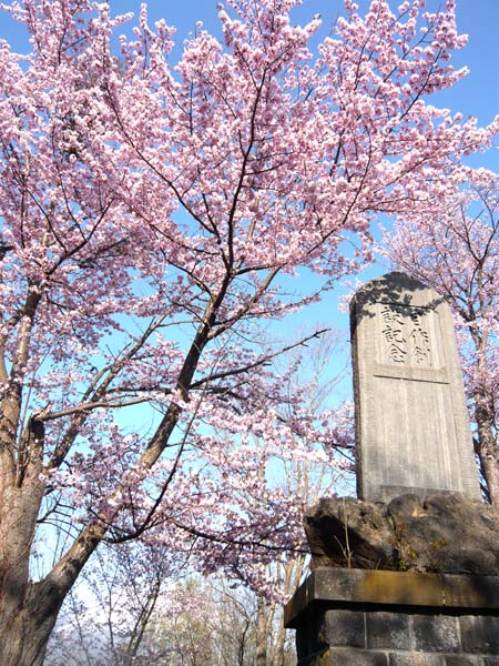 鎮魂碑と桜