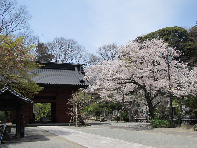 妙本寺桜