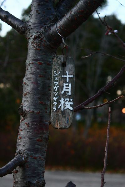 大阪城公園で出会った十月桜（ジュウガツザクラ）