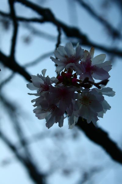 大阪城公園で出会った十月桜（ジュウガツザクラ）