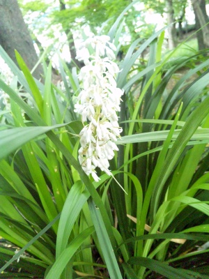 SBSH0217白い花ノシラン_300.jpg
