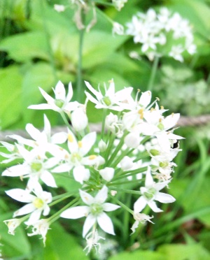 SBSH0263白い花ニラ_300.jpg