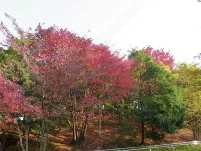 RIMG0289紅葉がきれいな公園_400.jpg