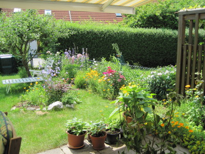 2010年6月の庭　１