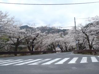 坂戸峡の桜並木