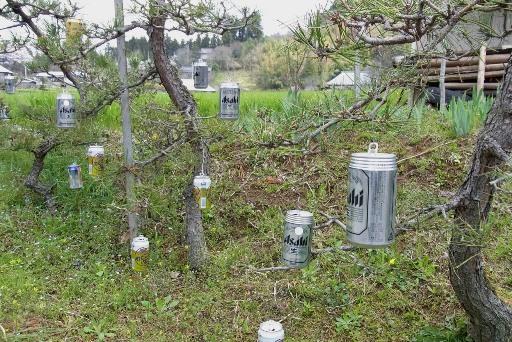 松の枝に沢山のビール缶