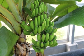 バナナの森０１