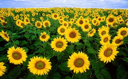 Sunflower 11574