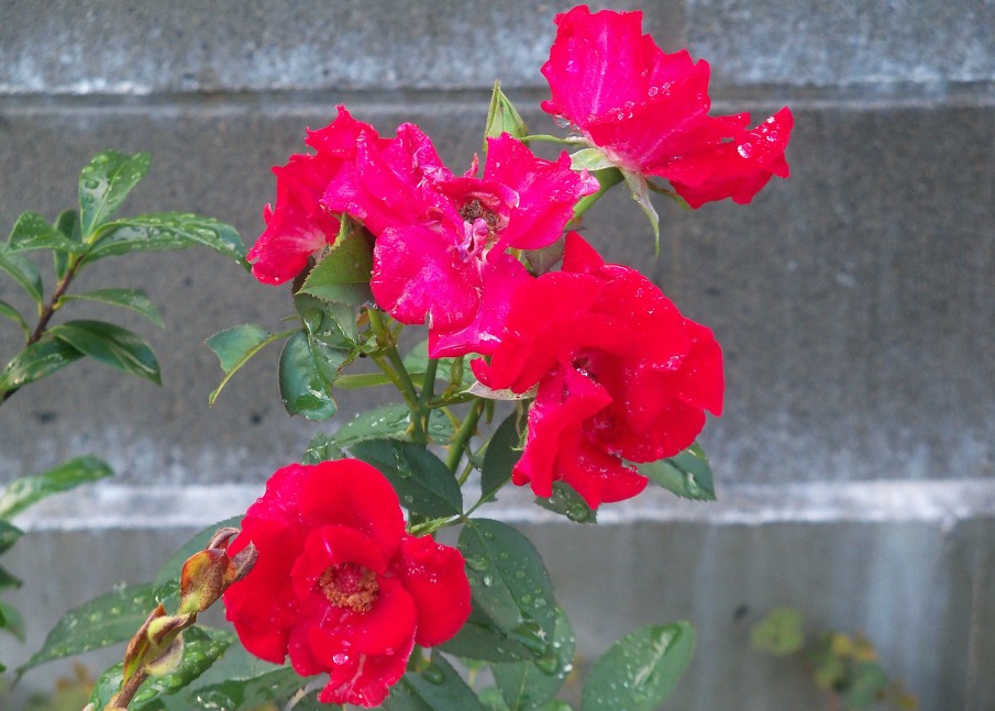 赤いバラ（ガルテンツァーバァ’８４）