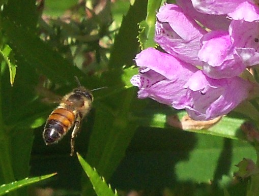 飛び蜂と花