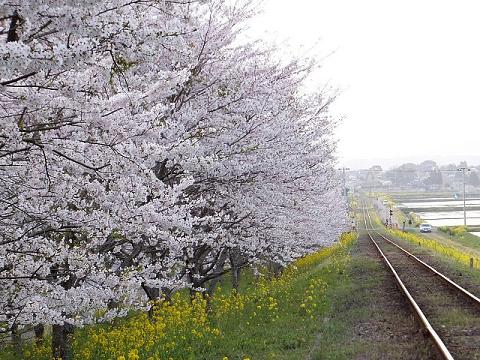 いすみ鉄道桜並木菜の花