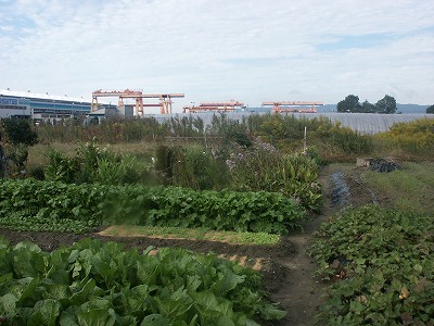 野菜畑